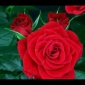 Embedded thumbnail for Ako žije ruža?