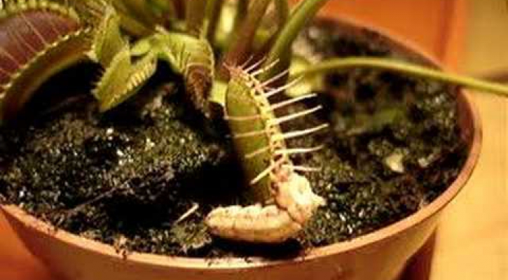 Embedded thumbnail for  Dionaea muscipula, mäsožravka v akcii